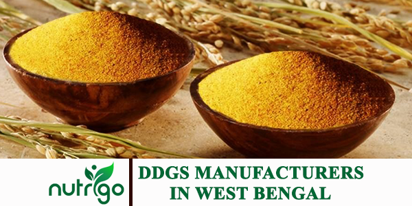 Rice DDGS Manufacturers in India